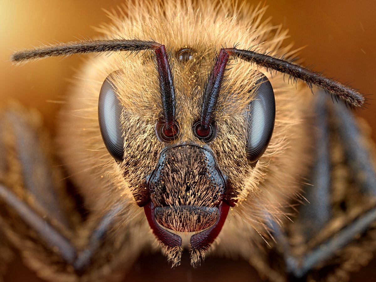 Dribbble tweet media