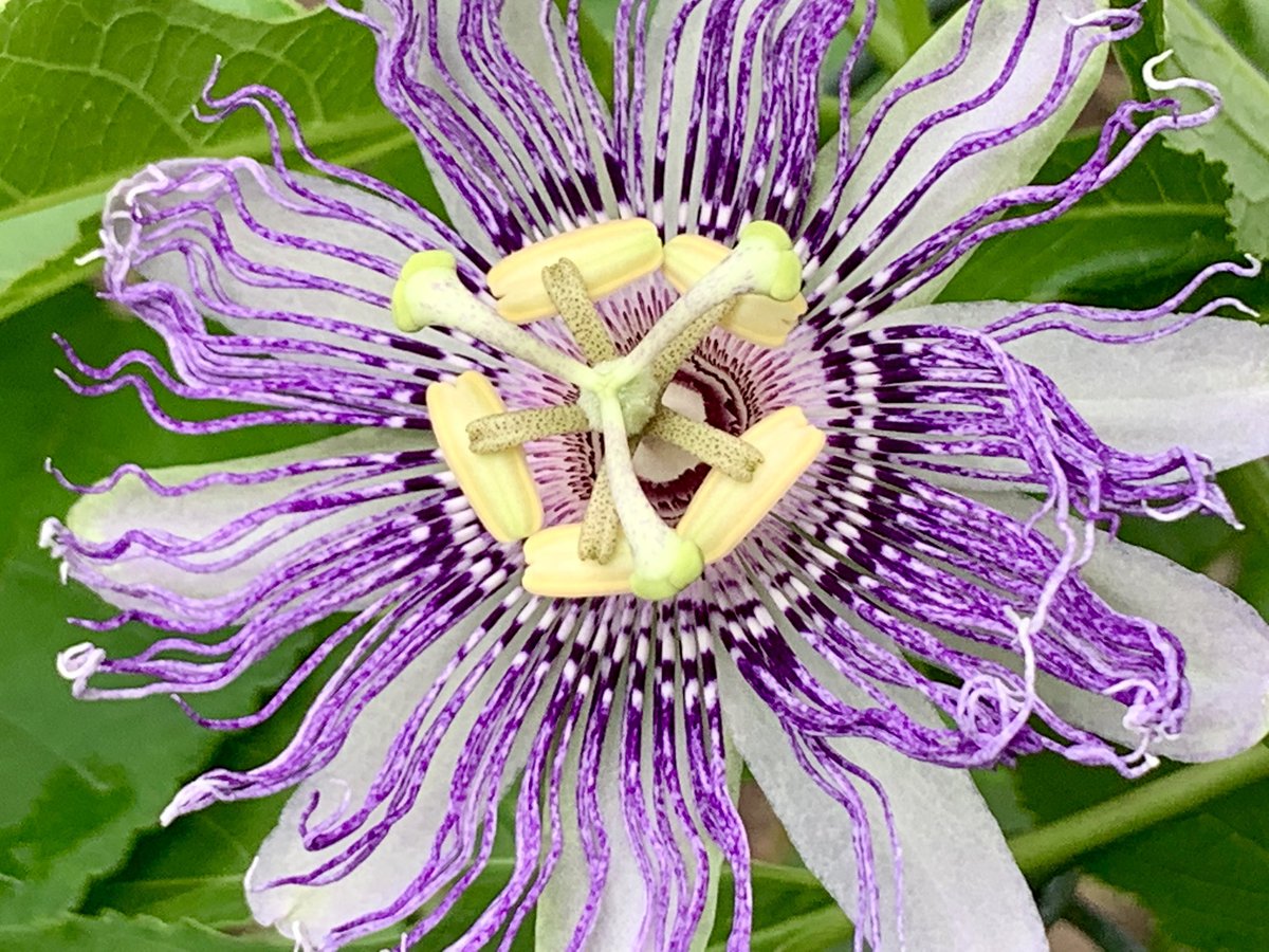 Dr. Jonathan Kolby (@myfrogcroaked) on Twitter photo It still blows my mind that this passionflower (Passiflora incarnata) is native here in Virginia. We have a few vines growing in our backyard at <a href="/ToadCreekFarm/">ToadCreekFarm</a>. Canāt wait for our first fruit! #gardening #ToadCreekFarm It still blows my mind that this passionflower (Passiflora incarnata) is native here in Virginia. We have a few vines growing in our backyard at <a href="/ToadCreekFarm/">ToadCreekFarm</a>. Canāt wait for our first fruit! #gardening #ToadCreekFarm