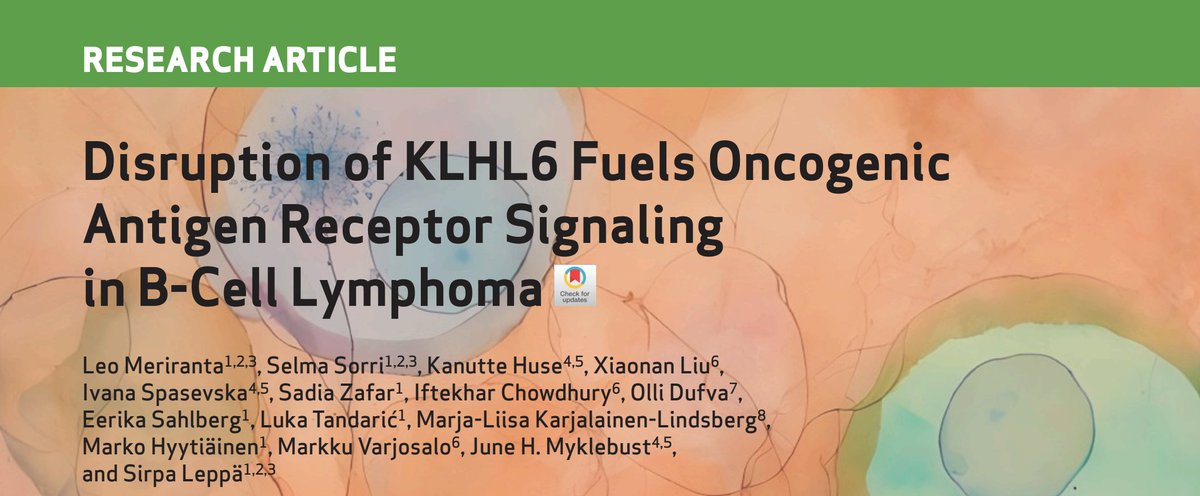 Leo Meriranta (@merijellona) on Twitter photo Friends! I am super-excited to share our story on KLHL6 in this @BCD_aacr
📣KLHL6 targets the B-cell receptor and lymphoma mutations perturb this homeostasis!
🔓Read
doi.org/10.1158/2643-3…
🪩Joint editorial in <a href="/CD_AACR/">Cancer Discovery</a>
doi.org/10.1158/2159-8…
🧵Let’s go Friends! I am super-excited to share our story on KLHL6 in this @BCD_aacr
📣KLHL6 targets the B-cell receptor and lymphoma mutations perturb this homeostasis!
🔓Read
doi.org/10.1158/2643-3…
🪩Joint editorial in <a href="/CD_AACR/">Cancer Discovery</a>
doi.org/10.1158/2159-8…
🧵Let’s go
