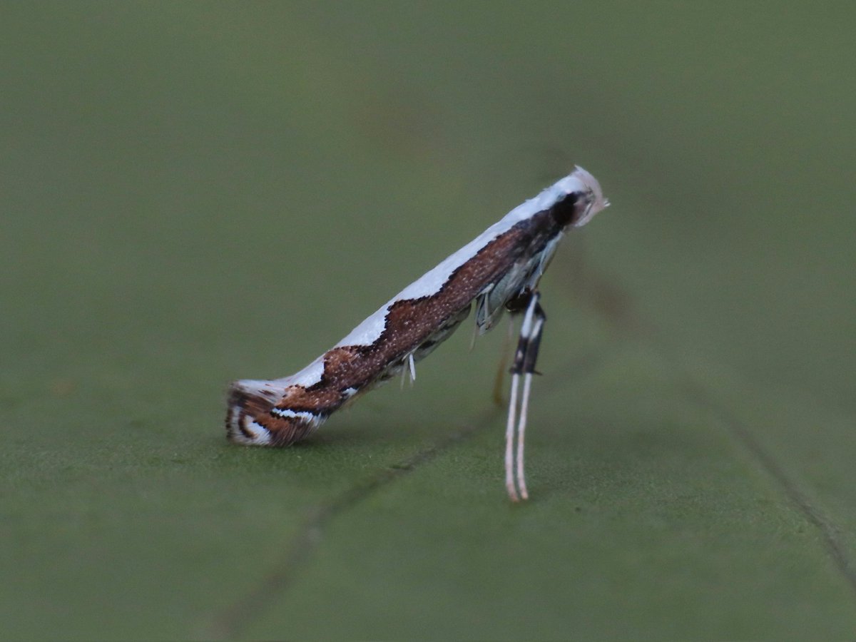 This cracking Dialectica scalariella was a welcome garden addition. Not unexpected given the mass of Viper's Bugloss on the beach.