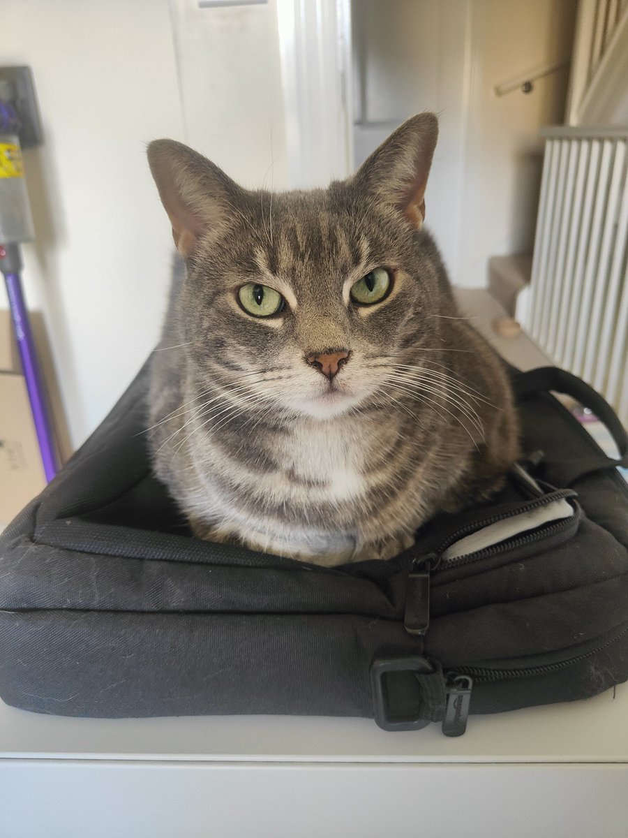 Laptop has been out of the bag for less than a minute, and eve has a new bed 🤣