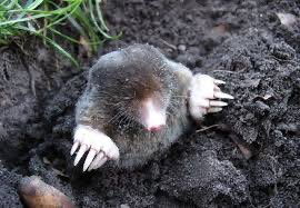 Batmanwifpizza's tweet photo. Nigga $nini is a mole. https://t.co/5FCN9AoYhS