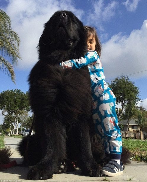 DrSugg's tweet photo. Give us this day our daily doggie.
#dogs #woof #paws #huggles #dogsygen #children #love
@BuffytVSSummers https://t.co/vcVJ5yiJ7v