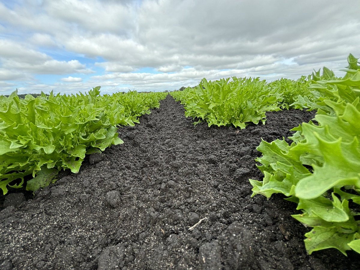 Alexander Silverwood tweet media