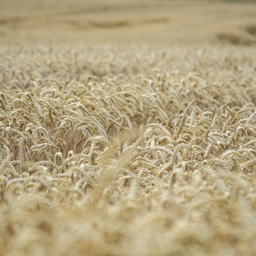 Zaden oogsten en bewaren dlvr.it/TClqjd