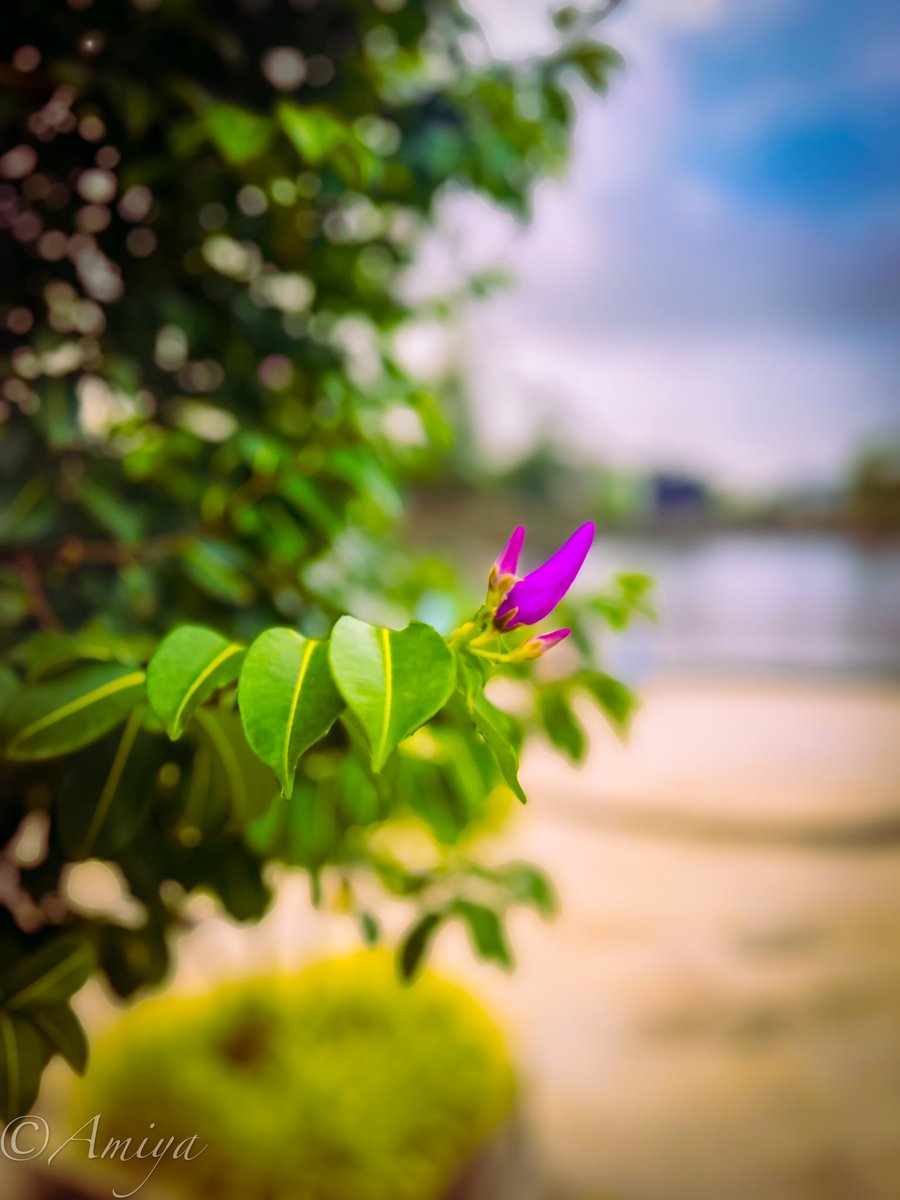 amiya_1988's tweet image. How’z That💖💖💖

#iPhonephotography 
#lightroomediting