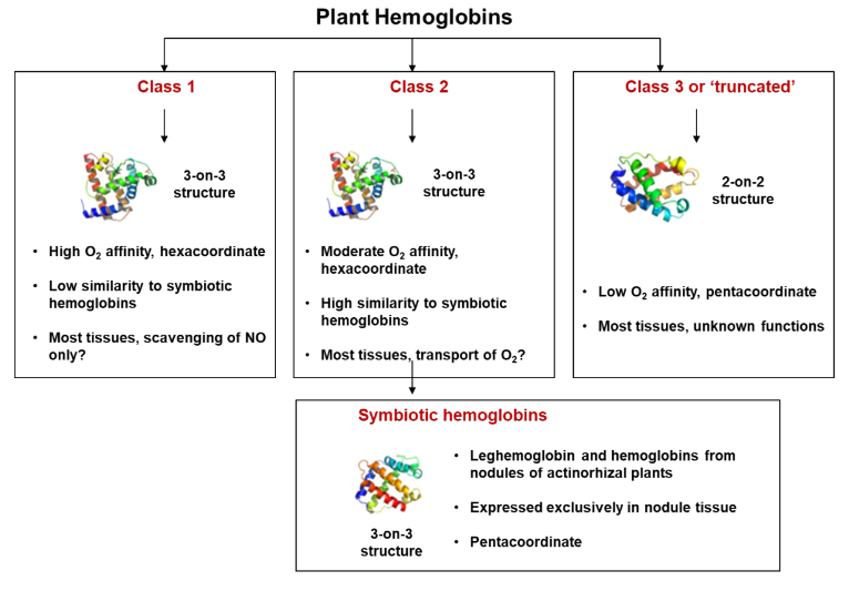 NewsSEBP's tweet photo. ⚠️OFERTA CONTRATO PREDOCTORAL en @EEAD_CSIC 

"Regulación de las
hemoglobinas en la simbiosis rizobio-leguminosa en la respuesta a bajo y alto nitrato"

Interesad@s enviar curriculum vitae y expediente académico a Dr. Manuel Becana (✉️becana@eead.csic.es) https://t.co/PTyxH9Qh8v