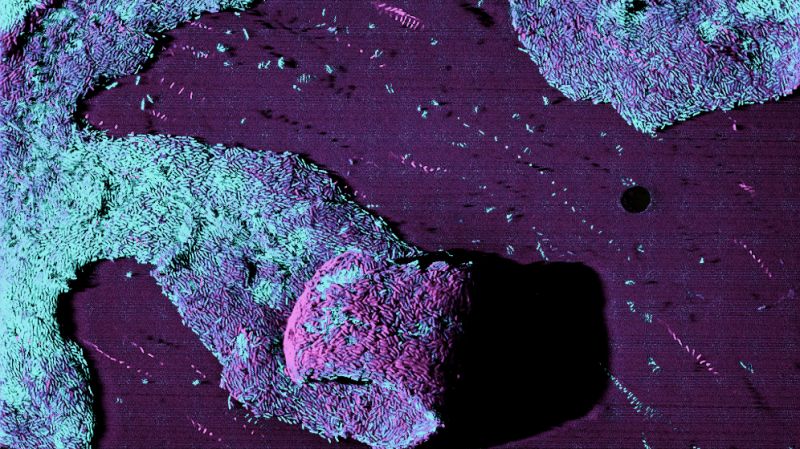 National Biofilms Innovation Centre (NBIC) (@ukbiofilms) on Twitter photo 📄Read our #research paper with <a href="/BiofilmFirst/">The Center for Biofilm Engineering</a> <a href="/SCELSE_SG/">SCELSE</a> <a href="/esgb_escmid/">ESGB</a> <a href="/AMiCIConsortium/">AMiCI Consortium</a>!
'Global Challenges and Microbial #Biofilms: Identification of Priority Questions in #Biofilm Research, #Innovation & #Policy' is a roadmap for advancing the field.
🔎tinyurl.com/4ku9kfku 📄Read our #research paper with <a href="/BiofilmFirst/">The Center for Biofilm Engineering</a> <a href="/SCELSE_SG/">SCELSE</a> <a href="/esgb_escmid/">ESGB</a> <a href="/AMiCIConsortium/">AMiCI Consortium</a>!
'Global Challenges and Microbial #Biofilms: Identification of Priority Questions in #Biofilm Research, #Innovation & #Policy' is a roadmap for advancing the field.
🔎tinyurl.com/4ku9kfku