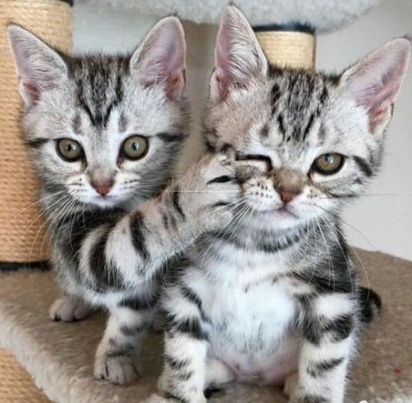 Don't look it's for grown ups only ❤️🌈

#cats #CatsofTwittter #CatsLover