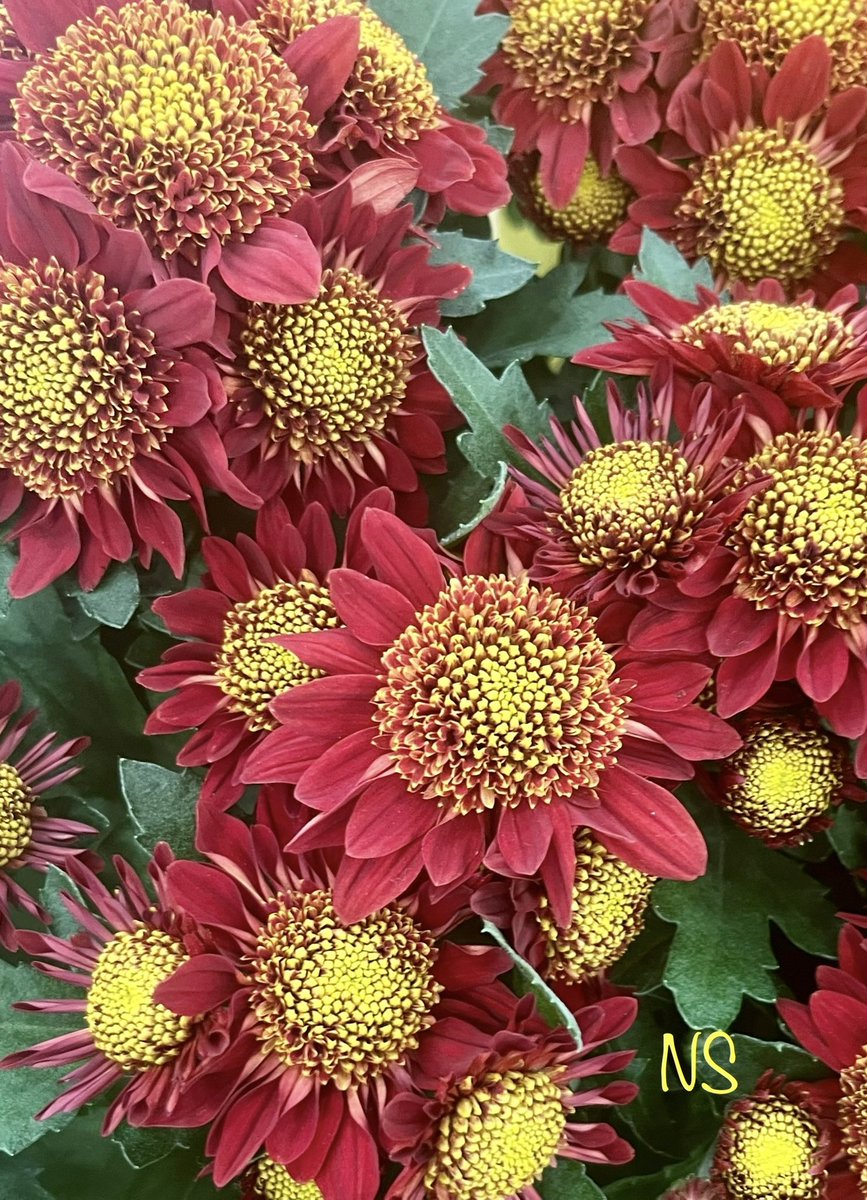 Write it on your heart that every day is the best day in the year ❤️

~Ralph Waldo Emerson 🖊️ 

#PeaceAndLove 🕊️