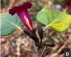 New records and conservation status of tree species from environmental licensing studies in highly human-modified areas in Bahia, northeastern Brazil 

doi.org/10.15560/20.2.… 

#AtlanticForest #FloraeFungadoBrasil #IUCN #VitóriadaConquistaPlateau #checklistlistjournal