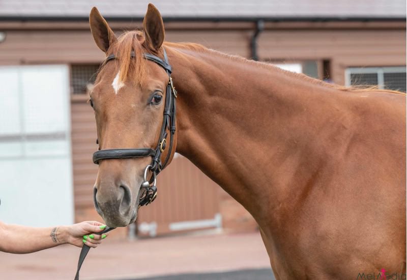 JHortonRacing's tweet photo. She’s Perfect! 🤩
Cracking @darleystallions Space Blues filly snapped up at @tattersalls1766 Somerville Sale today from @lynnlodgestud . She looks a runner!
#Racehorse #SpaceBlues #Queen #Athletic #HorsesInTraining #JSHRacing #HortonRacing #Stars https://t.co/ExtnXNNKke