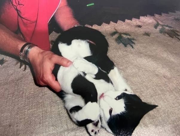 a. (@cnvsra) on Twitter photo 