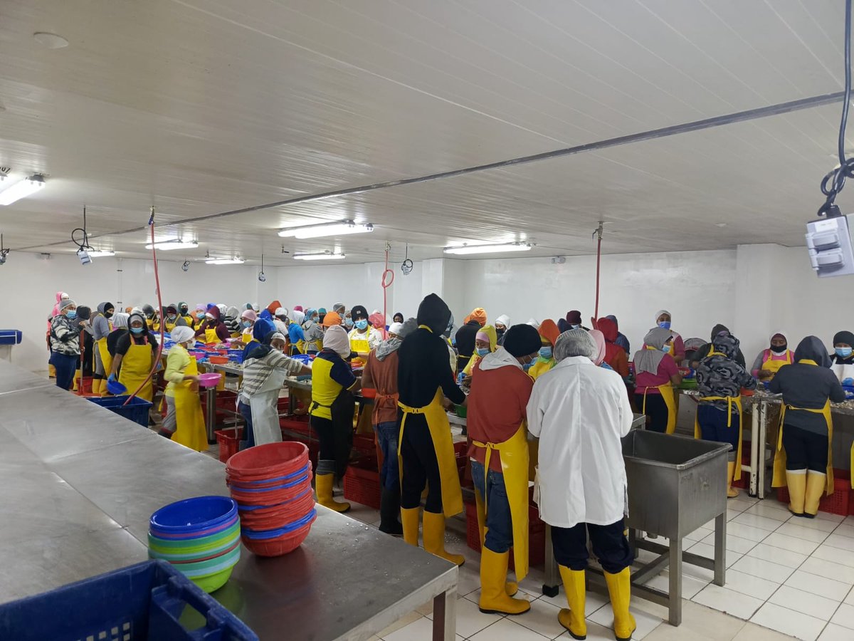IESS_Manabi's tweet photo. #IESSteInforma | 💪 Realizamos #InspectoríasIESS, junto al @MinTrabajoEc, a empresas del sector camaronero en #Manabí 

✅ Constatamos el acceso a la seguridad social de los trabajadores 
✅ Verificamos el cumplimento de las obligaciones patronales https://t.co/cwXoOU8KLo