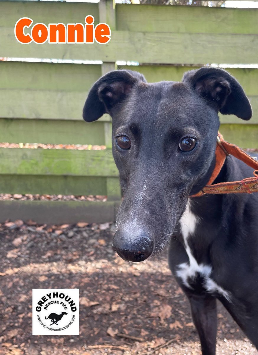 Animal Adoptions UK 🐕🦺🐈🐎❤️ (@adoptionsuk) on Twitter photo Please retweet to help Connie find a home #FIFE #SCOTLAND #UK 
Available for adoption, registered British Charity✅  Details or apply for Connie here👇 greyhoundrescuefife.com #dogs #dog #greyhound #dog #animals #pets #Aberdeen #Edinburgh #Glasgow #adoptdontshop #Greyhounds Please retweet to help Connie find a home #FIFE #SCOTLAND #UK 
Available for adoption, registered British Charity✅  Details or apply for Connie here👇 greyhoundrescuefife.com #dogs #dog #greyhound #dog #animals #pets #Aberdeen #Edinburgh #Glasgow #adoptdontshop #Greyhounds