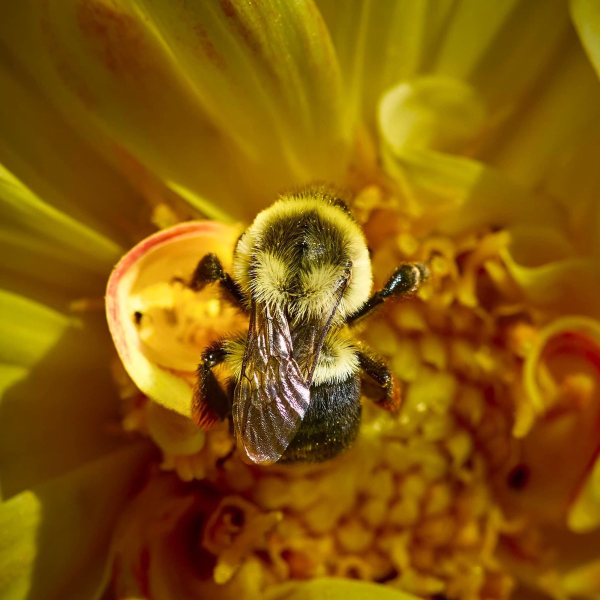 #DailyDahlia #GardeningTwitter