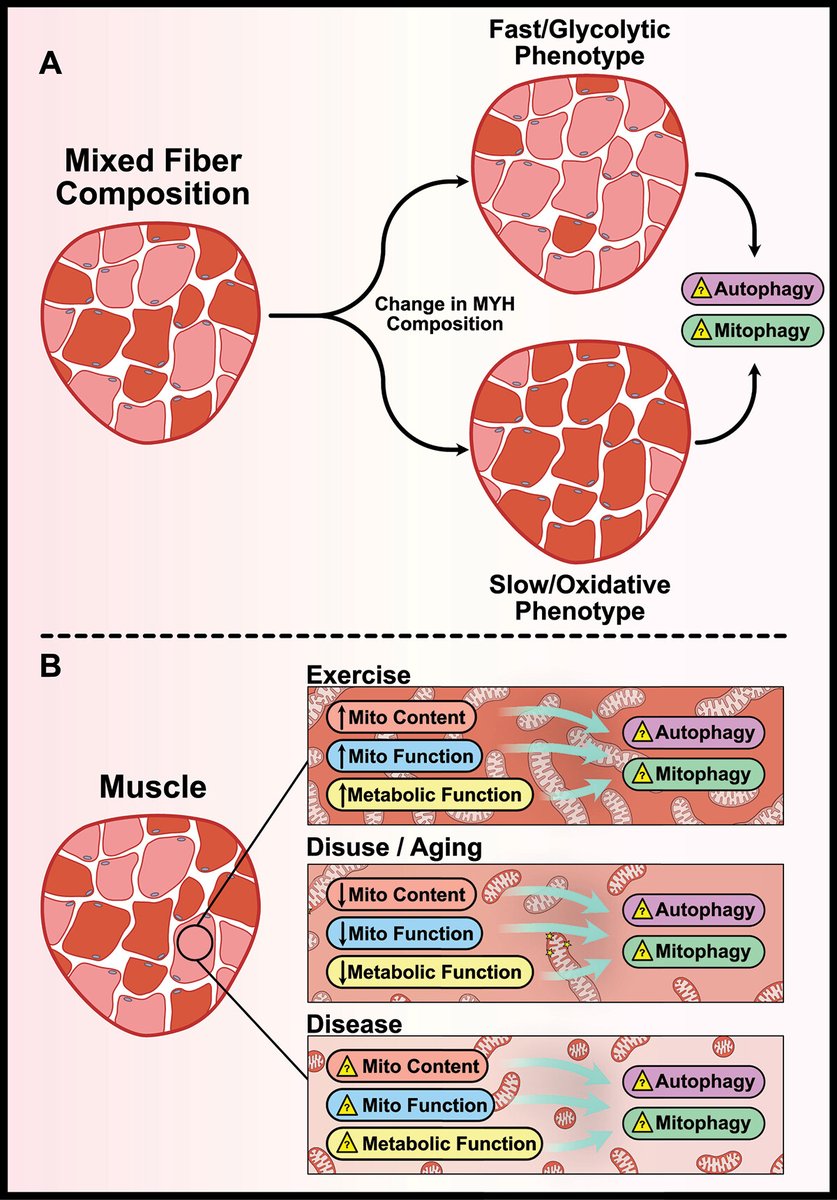 Joe Quadrilatero (@jquadril) on Twitter photo New from our lab.
Key considerations for investigating and interpreting autophagy in skeletal muscle. 
tandfonline.com/doi/full/10.10… New from our lab.
Key considerations for investigating and interpreting autophagy in skeletal muscle. 
tandfonline.com/doi/full/10.10…