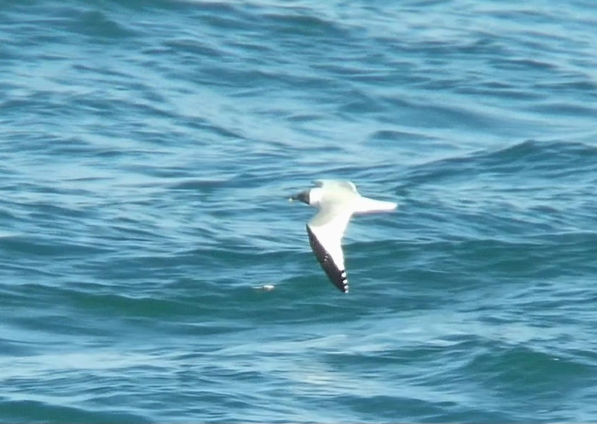 westwalesbirds's tweet photo. A Sabine’s Gull was the highlight at Strumble Head today, nice to see 3 Risso's Dolphin as well.
#strumble https://t.co/yidwnlME2s