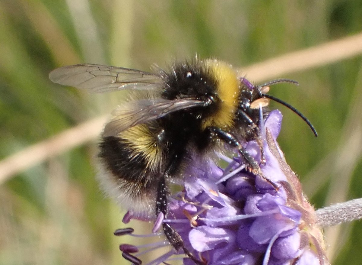 David Adamson tweet media