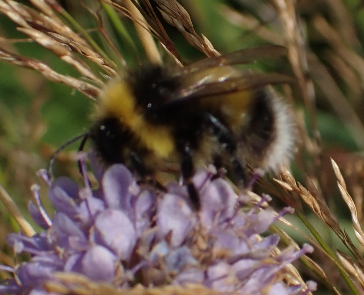 David Adamson tweet media