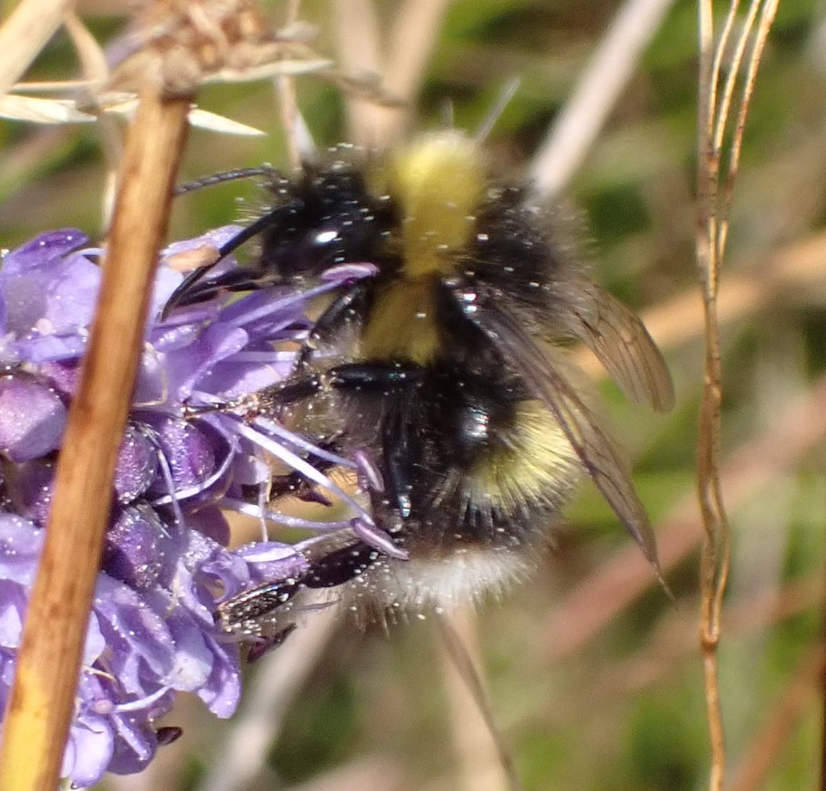 David Adamson tweet media