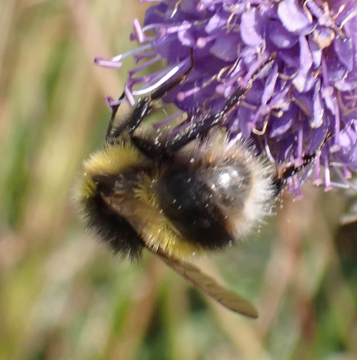 David Adamson tweet media