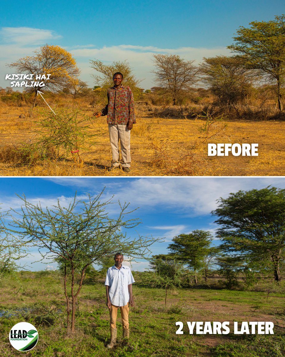 Instead of planting new trees, Kisiki Hai or known as #fmnr involves selectively trimming stem outgrowths and nurturing the strongest ones from a tree stump. This method helps the chosen stems grow faster and stronger, transforming a simple stump into a tree. With <a href="/justdiggit/">Justdiggit</a>