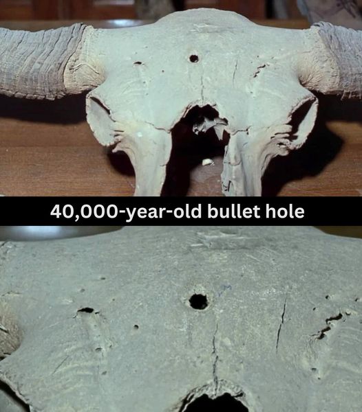 Unexplained2020's tweet photo. "Bison shot by bullet 40,000 years ago" is one of the enigmatic prehistoric skulls found in the Siberian Tundra. Historians have no idea how Bison got this hole in its temporal bone. https://t.co/uG6Z75673O