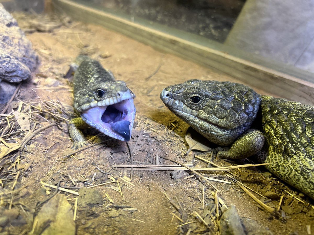 マツカサトカゲの赤ちゃん🦎の大きな欠伸が撮れました✨ 近縁種の
