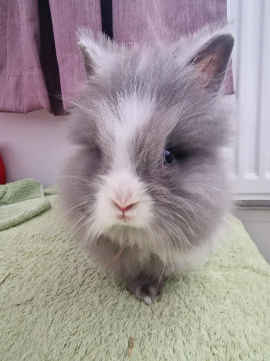 There are some new arrivals in Prep School - 2 fluffy lionhead rabbits called Gladys and Marjorie! 🐰🐇 We think they will be the perfect addition to the Prep School and hope the children are excited about meeting them very soon! #gatewaysschool #lionheadrabbits #schoolpets
