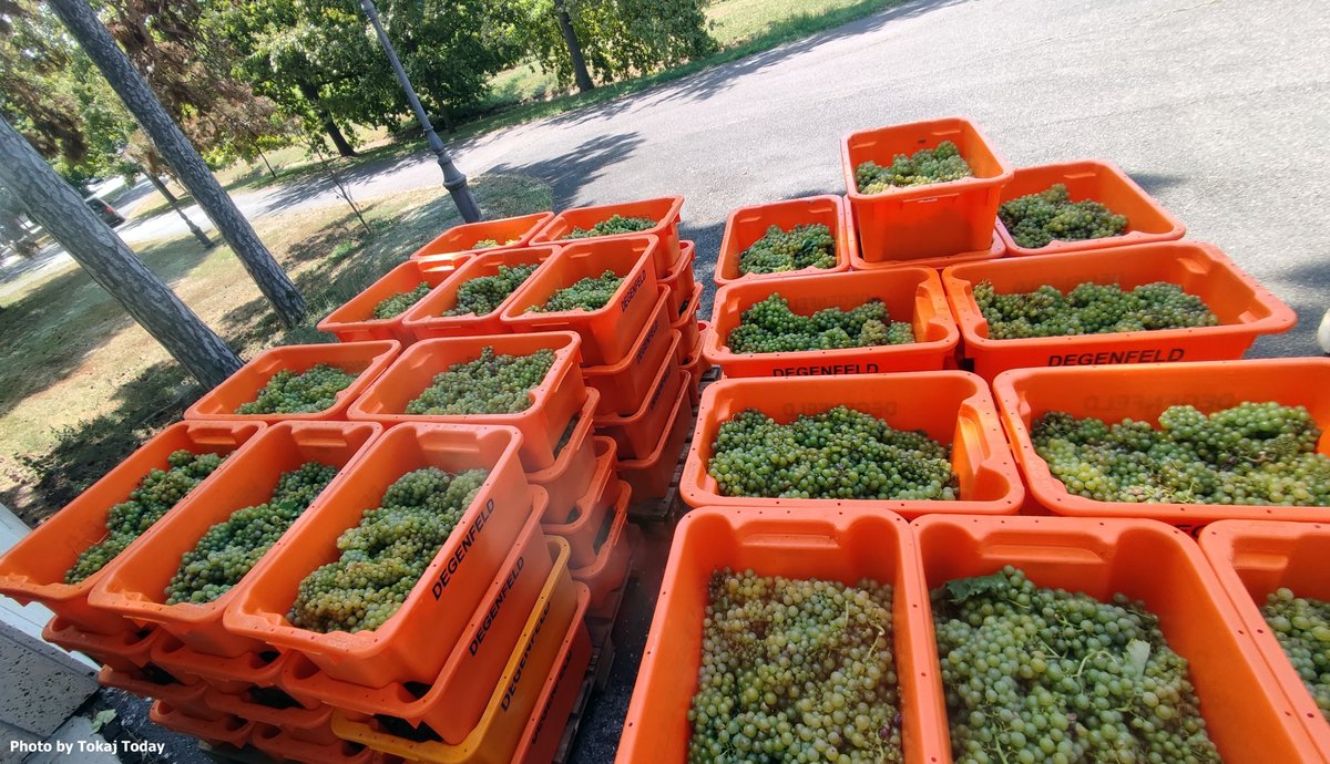 Gergely Somogyi tweet media