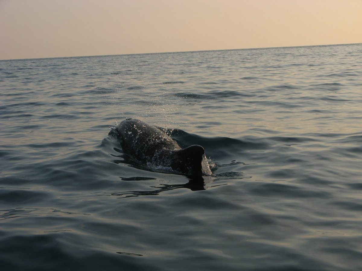 Cercate un'esperienza emozionante da fare a #Genova?

🐋🐬Il whale watching è un'escursione stupenda che vi farà conoscere le specie di cetacei che popolano i nostri mari.

visitgenoa.it/it/whale-watch…