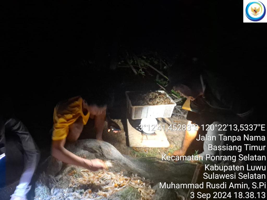 75Rusdi1's tweet photo. Selasa (3/9/2024) Muhammad Rusdi Amin, S.Pi Luhkan Luwu mendampingi anggota Pokdakan Salusussang Desa Bassiang Timur Panen undang Vannamei sebanyak 157 kg size 100/kg 
#GiatLuhkanSatminkalMaros 
#luhlapor 
@BRPBAP3_Maros 
#panen https://t.co/3fsCfqFsLO