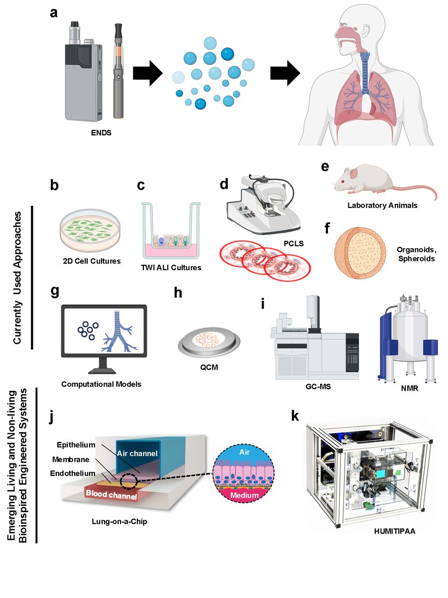 Kambez H Benam DPhil (@kambezbenam) on Twitter photo Excited to share latest article from <a href="/BenamLab/">Lung Microengineering Lab</a> <a href="/PittDeptofMed/">PittDeptofMed</a> <a href="/PittBioE/">Pitt Bioengineering</a> <a href="/PACCSM/">PACCSM</a> <a href="/PittVMI/">Vascular Medicine Institute</a> <a href="/PittHealthSci/">Pitt Health Sciences</a> just published in #Communications #Engineering <a href="/CommsEng/">Communications Engineering</a>! 🎉 I discuss the challenges and innovations in evaluating the #lung #health #impact of #ENDS like #ecigarettes. 🧵1/3 Excited to share latest article from <a href="/BenamLab/">Lung Microengineering Lab</a> <a href="/PittDeptofMed/">PittDeptofMed</a> <a href="/PittBioE/">Pitt Bioengineering</a> <a href="/PACCSM/">PACCSM</a> <a href="/PittVMI/">Vascular Medicine Institute</a> <a href="/PittHealthSci/">Pitt Health Sciences</a> just published in #Communications #Engineering <a href="/CommsEng/">Communications Engineering</a>! 🎉 I discuss the challenges and innovations in evaluating the #lung #health #impact of #ENDS like #ecigarettes. 🧵1/3