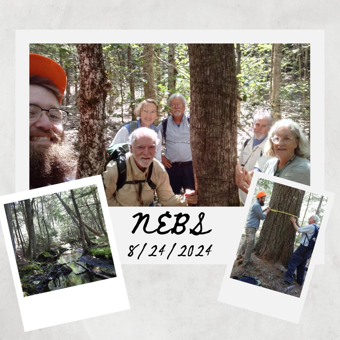 NewEngBotanical's tweet photo. Thank you to Christian Schorn for hosting an amazing day of botanizing at the Northern Headwaters Preserve of Midcoast Conservancy in Maine! https://t.co/3t2QswNChE