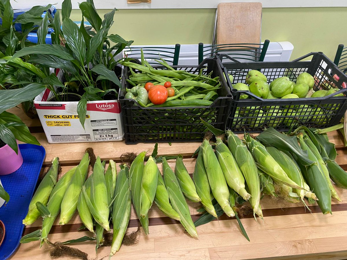 StPetersComm's tweet image. 😊What a great morning we had harvesting after a week away . Loving the 5 potatoes 🥔 we missed 2 weeks ago!