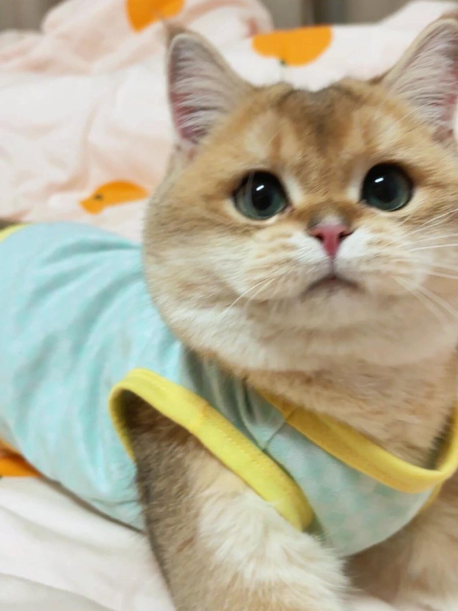 「猫は毛皮が柔らかいだけでなく、心も柔らかいのです。」