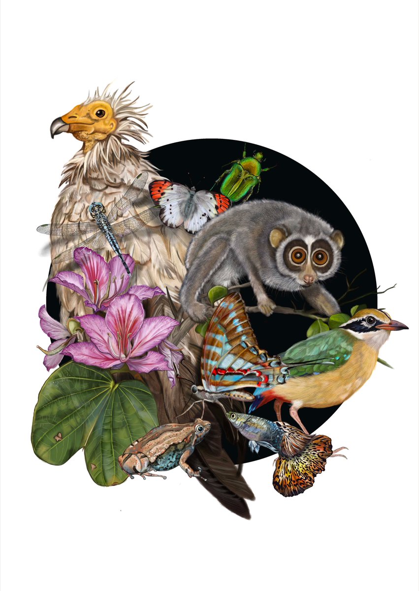 This illustration highlights some of the spectacular species we get to see in Bengaluru. Example the Slender Loris in the IISC campus, the Egyptian Vulture soaring over the UB City mall and the other overlooked butterflies, dragonflies and migratory bird species.

#Biodiversity