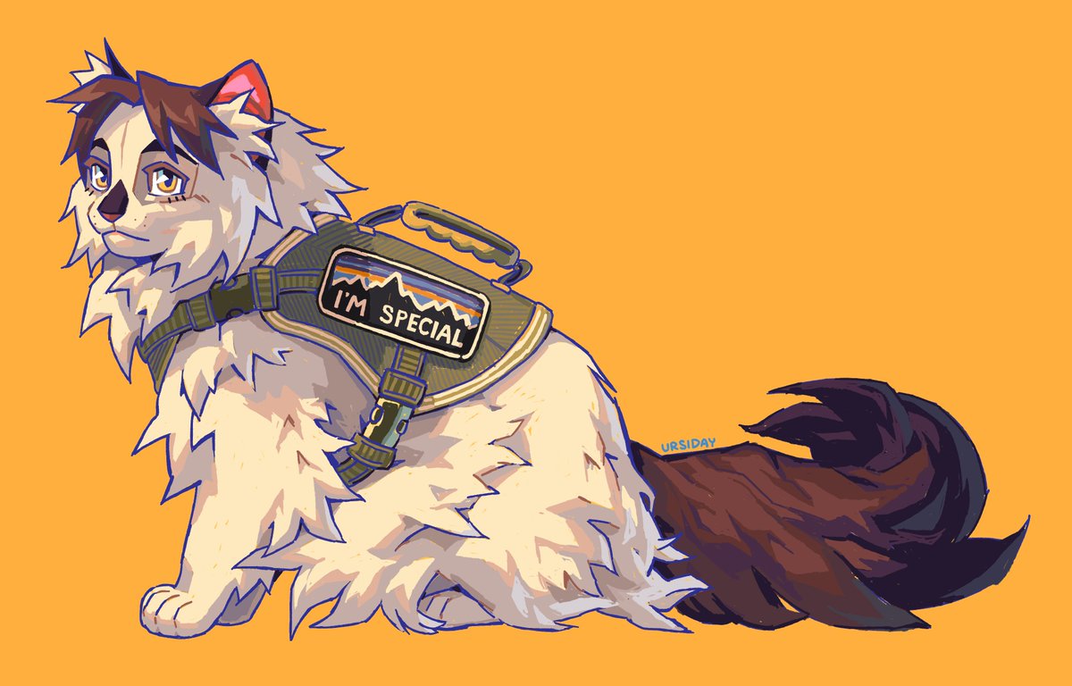 Post by ursi 🏕️ on X: cat