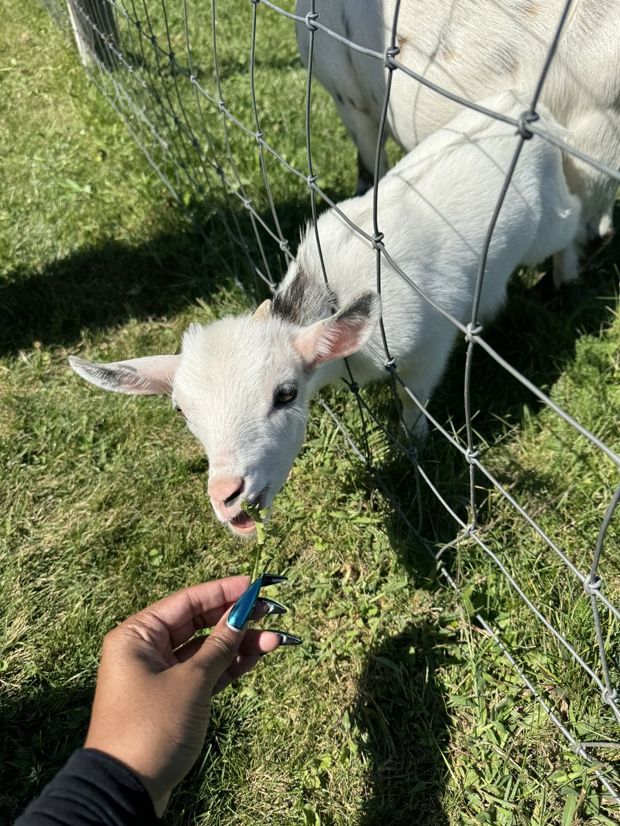 just 2 goats enjoying each others company.