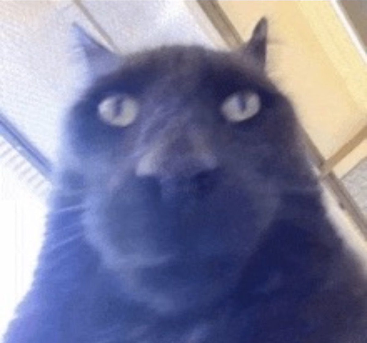 AngerGotZaZa's tweet image. i turned off my phone for 10 minutes and come back to black cat fortnite