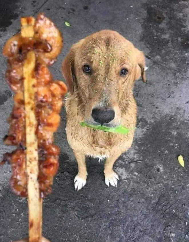 Dog noticed, that humans exchange green paper for tasty food. Tries with a leaf. Look at her eyes, so touching 🥺♥️