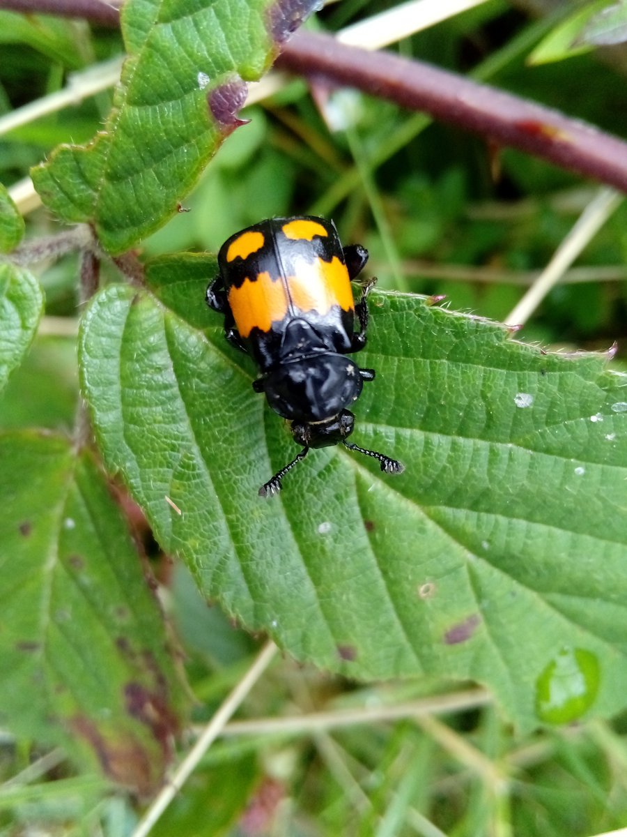 Common Sexton Beetle - 𝘕𝘪𝘤𝘳𝘰𝘱𝘩𝘰𝘳𝘶𝘴 𝘷𝘦𝘴𝘱𝘪𝘭𝘭𝘰𝘪𝘥𝘦𝘴 at Carloggas Downs yesterday