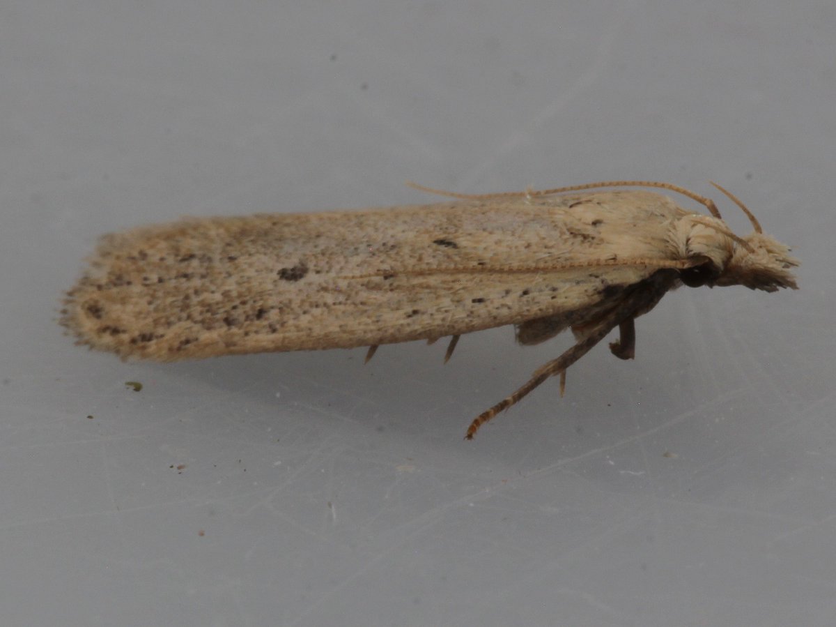 Return of the native? To be confirmed but looks like Nothris verbascella (Norfolk Snout) a moth last recorded at a single Norfolk site until 1971 then declared extinct in Britain but in our S.Norfolk garden trap this morning &amp; given the amount of Hoary Mullein locally is it back?