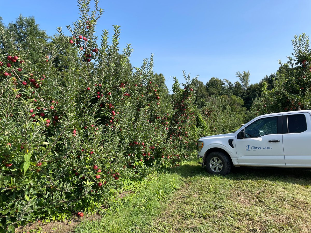 TimacAgroUSA's tweet photo. These Virginia grown Gala apples are doing apple-solutely amazing after receiving a nutritional boost from sprays of Maxifruit and TimaCal!
#TimacAgroUSA #FarmTheFuture #farming #agriculture #cropmanagement #appleorchard #galaapples #VirginiaGrown #VirginiaFarmers #apples https://t.co/EOsanvPf1A