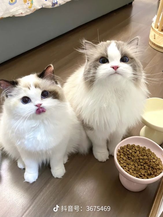 cutest cats (@cutestscats) on Twitter photo 