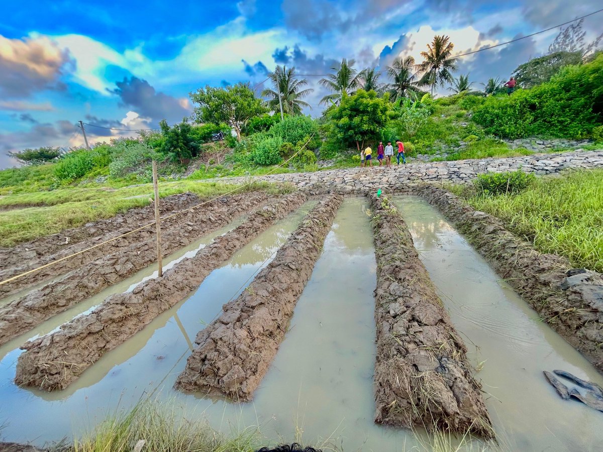 BilliontreesE's tweet photo. Another year, another nursery. Growing capacity every year to plant more #mangroves the best #carbon #sequester plant. Good job @SoumyaMarineWL &amp; team of @OdishaSeaTurtle these beautiful pictures gives lot of satisfaction to otherwise grim world. https://t.co/nzq2qiEb12