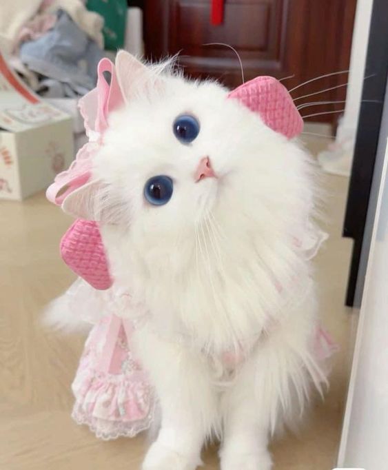 cutestscats's tweet photo. https://t.co/D4sllEMY0x
