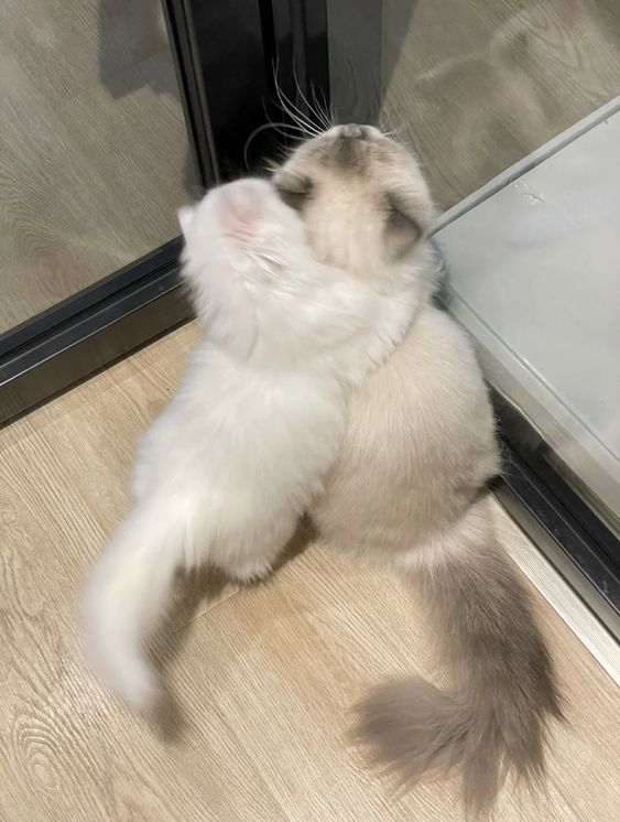cutest cats tweet media