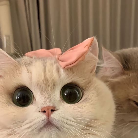 cutest cats (@cutestscats) on Twitter photo 